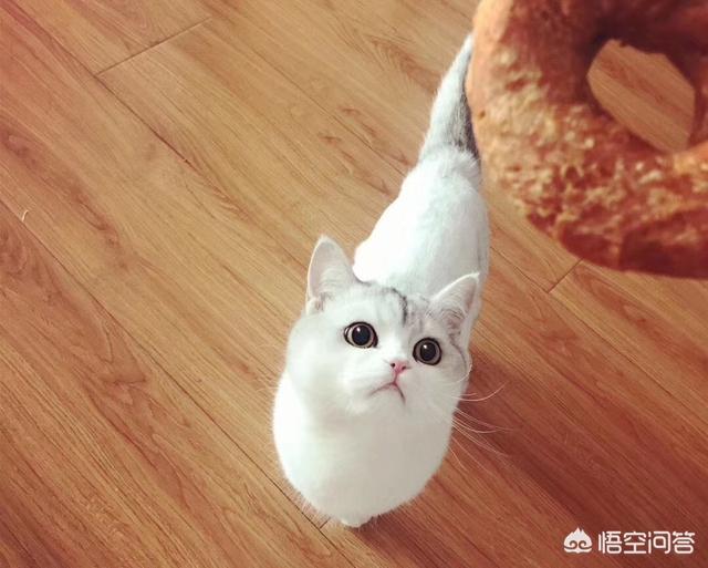 哪种猫不挠人咬人性格温顺,但是粘人？