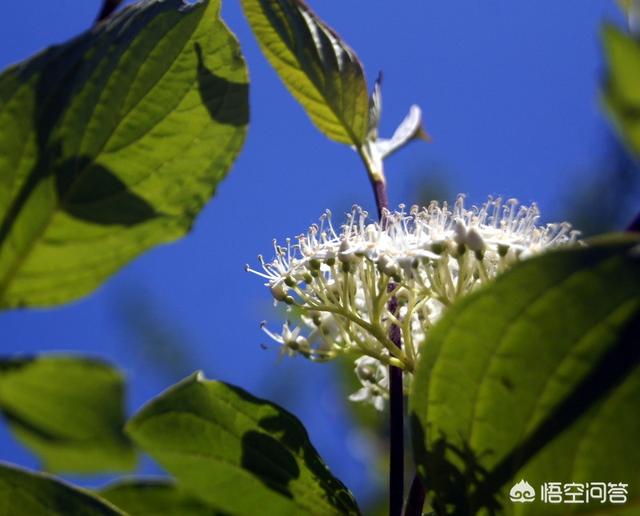 中国太平洋宠物保险:多家保险公司新推“宠物险”，狗狗险靠谱吗？