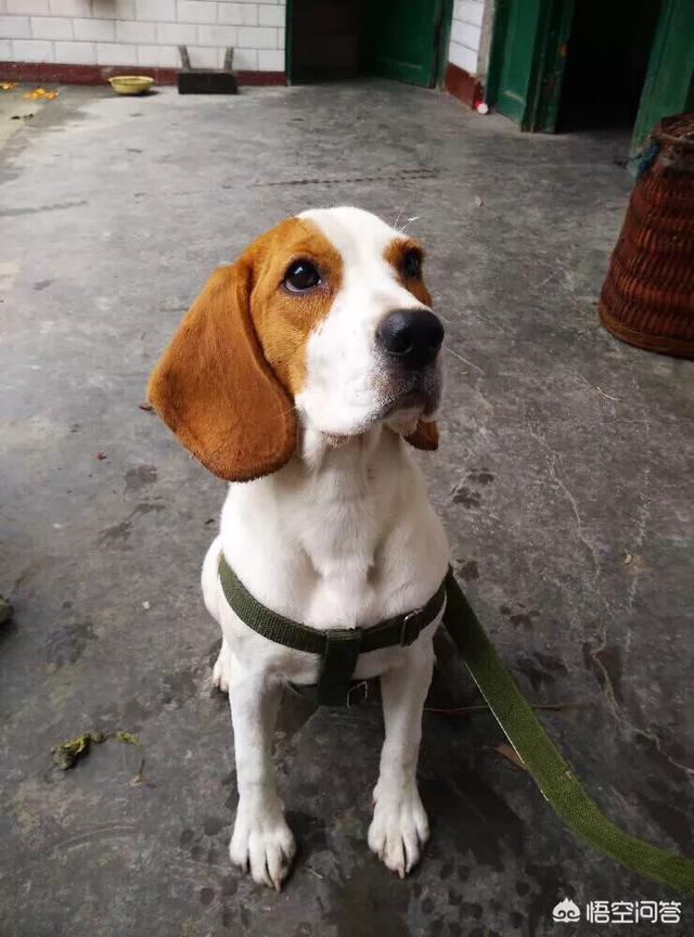 比格猎犬特点:比格犬为什么会被当做实验犬？