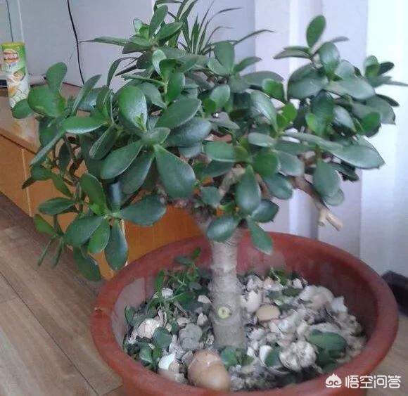 关于厚脸皮的养殖方法:盆栽玉树的叶子长得又大又薄，是怎么回事？