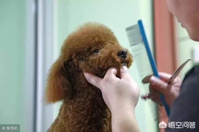 女生为什么不能养泰迪犬:为什么我女朋友喜欢养泰迪狗？
