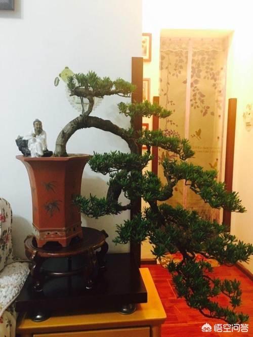 罗汉松:农村老爸特别喜欢盆景罗汉松，请问应该怎么样上盆和造型？