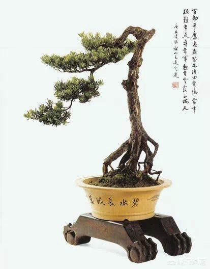 罗汉松:农村老爸特别喜欢盆景罗汉松，请问应该怎么样上盆和造型？