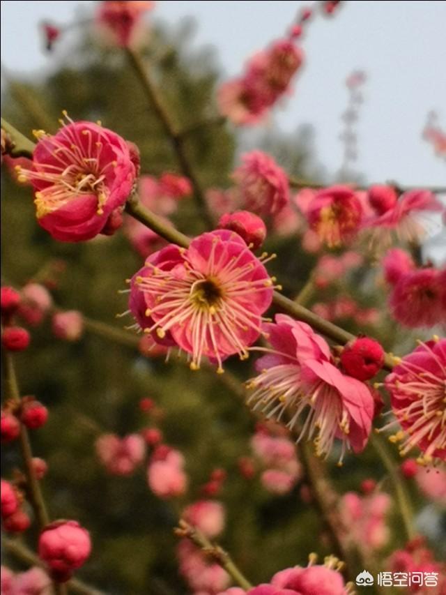 春节全家到武汉家庭游,游人会不会很多？