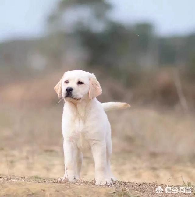 拉布拉多犬介绍图片:正宗的拉布拉多犬图片 养一只拉布拉多是一种怎样的体验？