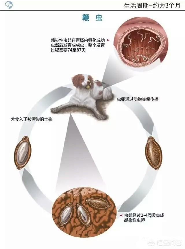 头条问答 - 狗狗身上有多少种寄生虫?(54个回答)