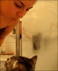 qq表情 卖萌猫:当猫咪跟你撒娇时，你的心情是怎样的？