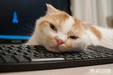 qq表情 卖萌猫:当猫咪跟你撒娇时，你的心情是怎样的？