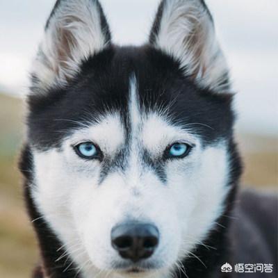 宠物猪劳劳:为什么人不能吃狗，却可以吃其他动物比如说猪？