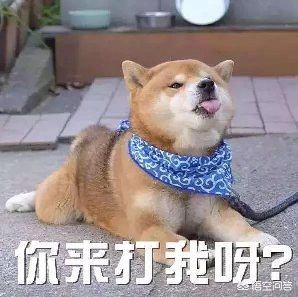 单身养狗的女人不能娶什么意思:边牧和金毛，哪一个更适合单身女孩子养？