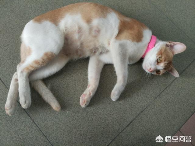 买什么猫好？