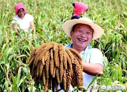 ‘四体不勤,五谷不分’中的五谷指的是哪五谷呢？