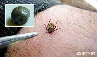人类身上有牛碑虫吗:蜱一般都寄生在什么动物上？