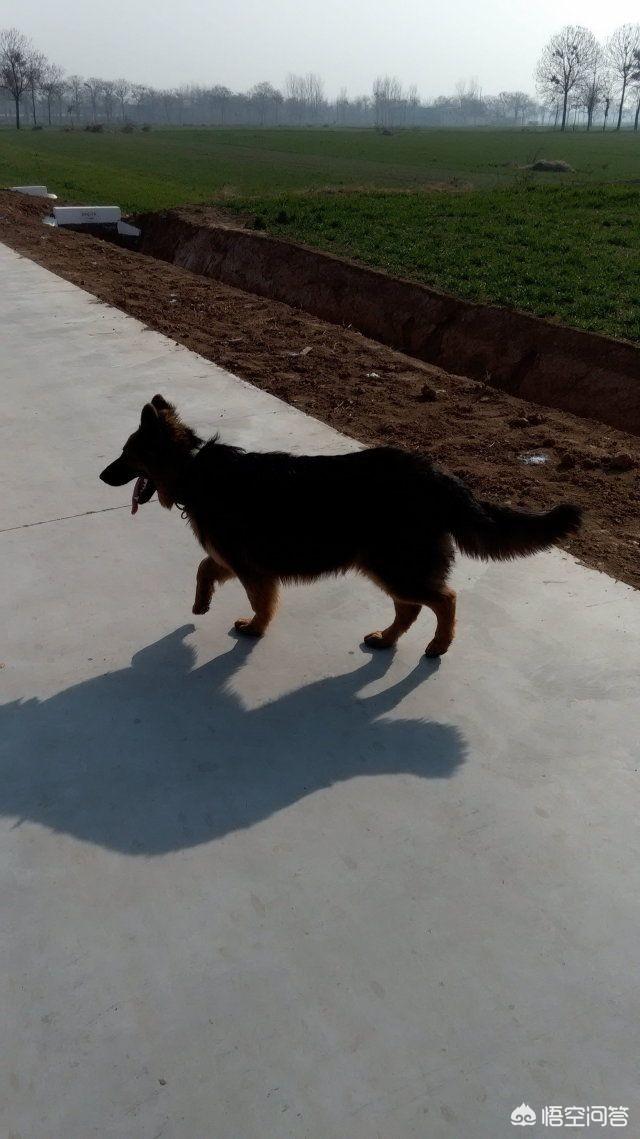 弓背犬图片:我家狗狗突然弓着背，还老叫。感觉它很害怕，怎么回事啊？