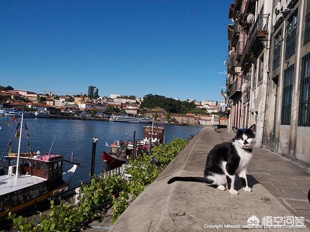 猫 照片:各种猫的图片大全 摄影大师拍的猫是什么样子的？