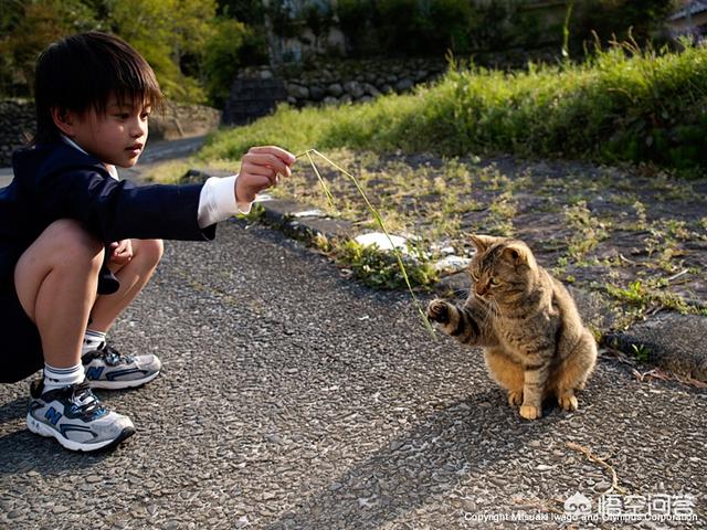 猫 照片:各种猫的图片大全 摄影大师拍的猫是什么样子的？