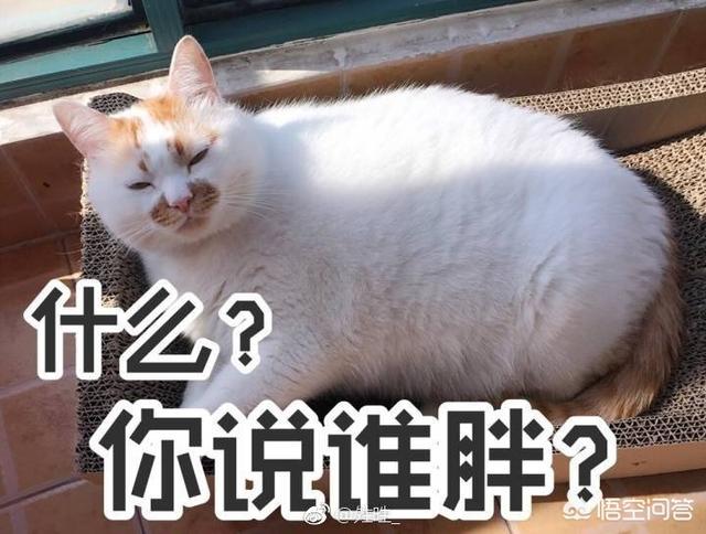 猫咪搞笑图:萌宠可爱搞笑的图片有哪些？ 猫咪搞笑图片