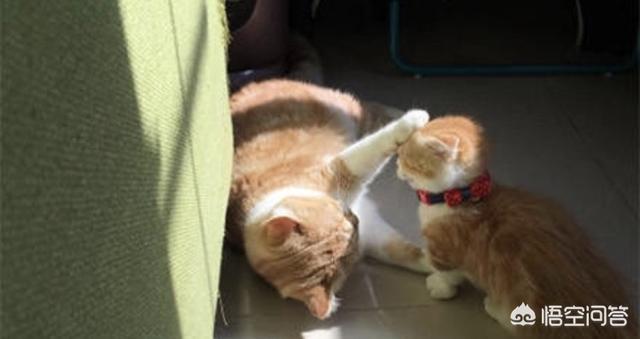 猫咪搞笑图:萌宠可爱搞笑的图片有哪些？ 猫咪搞笑图片