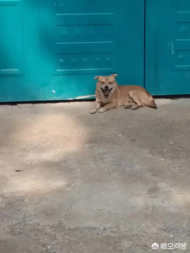 中华田园犬吧:土狗和中华田园犬是一个品种吗？ 中华田园犬吧柴犬