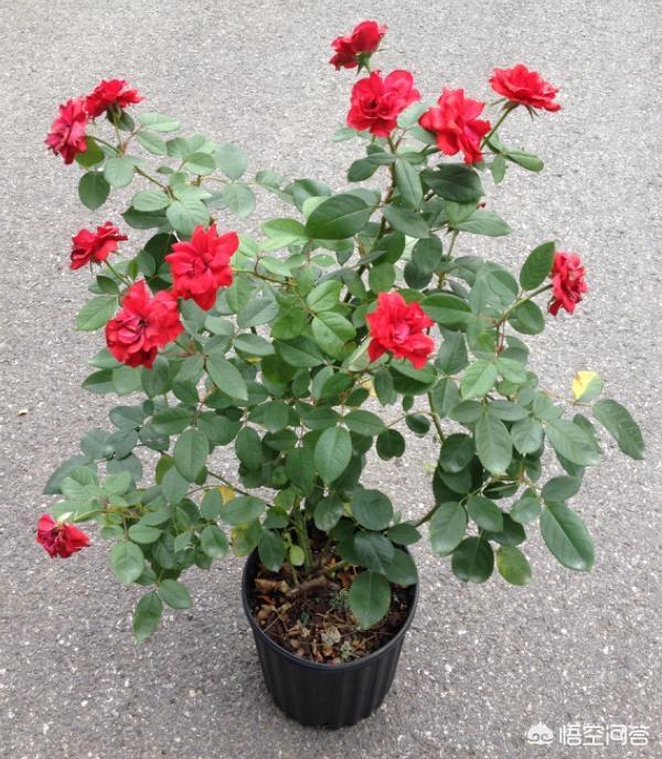 月季花栽培:月季花怎么栽培能活 月季花很常见，我们应该怎样养护，怎样繁殖呢？