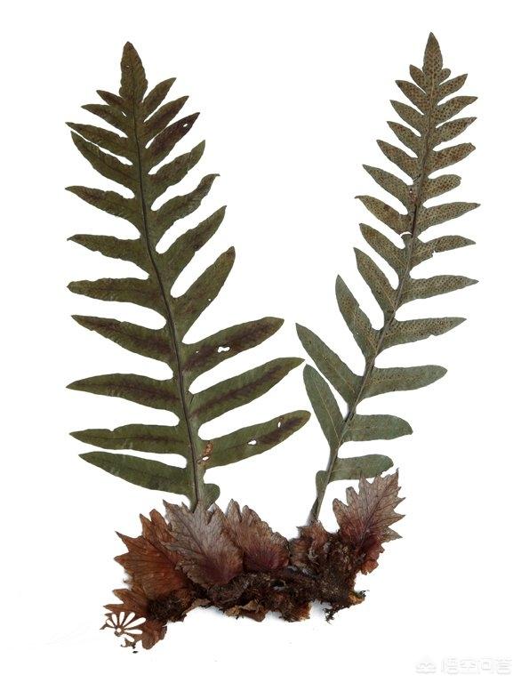 什么植物与香樟树的特点类似:这种附在樟树上的植物叫什么名字？