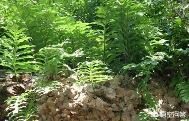 什么植物与香樟树的特点类似:这种附在樟树上的植物叫什么名字？