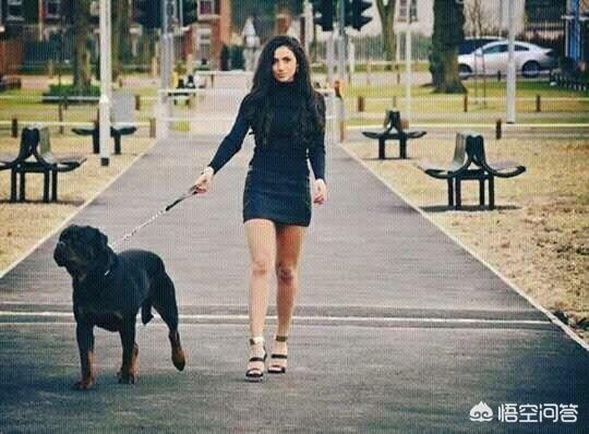猛犬:我国战斗力排行前三的猛犬是哪些狗？为什么？