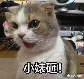 小花猫图片:有哪些带文字的、可爱的小猫图片？