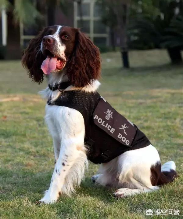 工作犬:为什么这么多人否定工作犬的贡献？ 工作犬种类