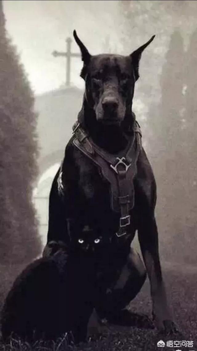 杜宾狗图像:杜宾犬图片 养罗威纳好还是卡斯罗或者杜宾好，这三只狗哪只最危险？
