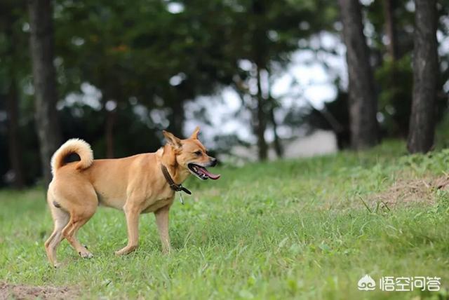 中华田园犬图片:中华田园犬图片 黑色 中华田园犬好养吗？它们有什么样的优点？