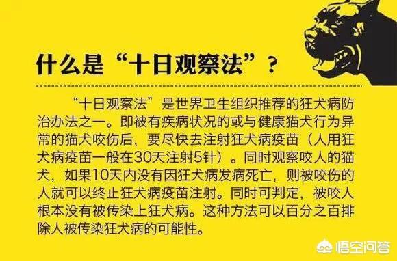 养仓鼠是否会染上鼠疫呢:仓鼠能否传播鼠疫，如果能，求传播的过程？