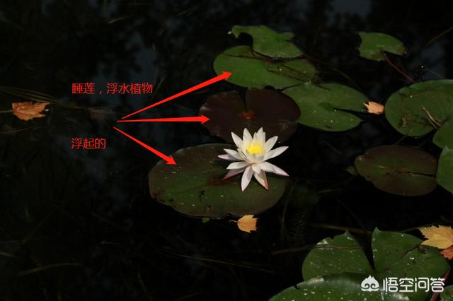 头条问答 荷花的根 茎 叶 花 果实各是什么样子的 8个回答