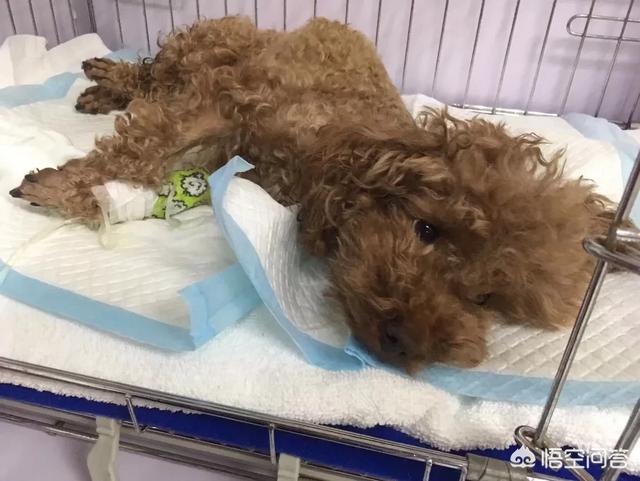 北京海涛柯基犬舍:为啥养柯基的人越来越多？