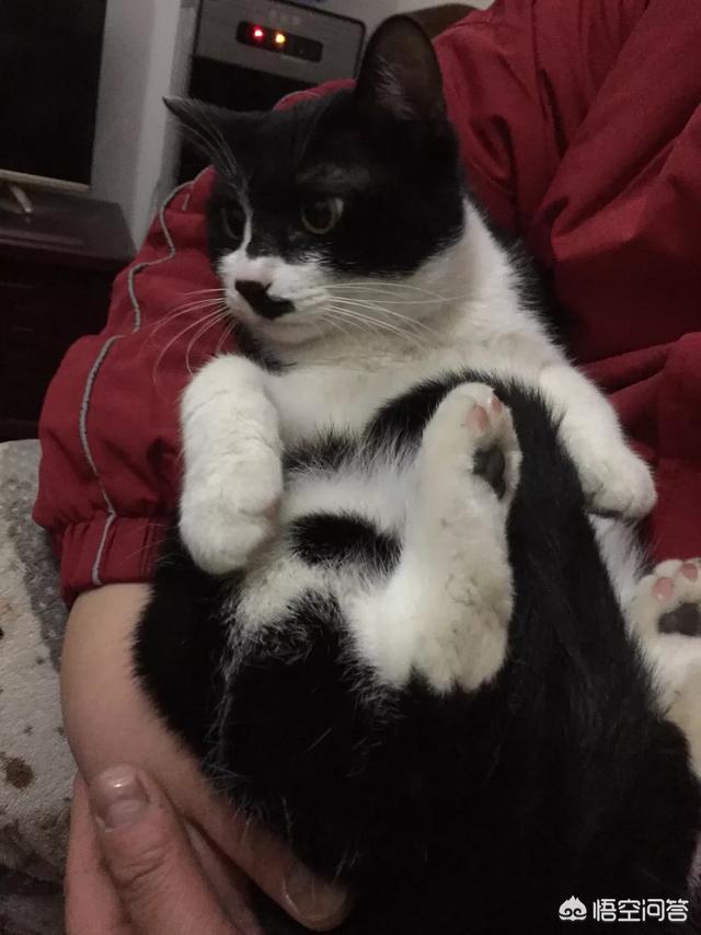 收养流浪猫 弓形虫:没有能力再收养流浪猫，应该如何妥然处理还在流浪的猫狗？
