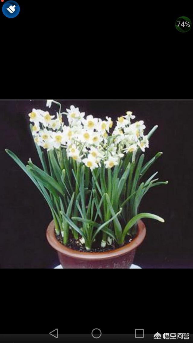 水仙花能生长在土里吗 乾竣41的回答 头条问答