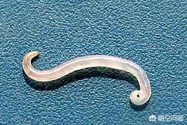 头条问答 - 可不可以吃蛔虫和绕虫之类的寄生软体动物呢?(6个回答)