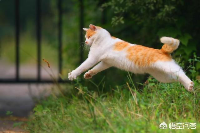幸运土猫 博客:为什么那么多人不喜欢土猫？土猫有什么优点？