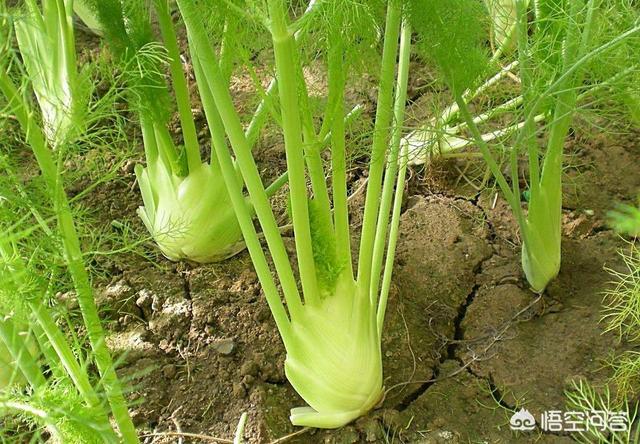 大茴香和小茴香的区别是什么？