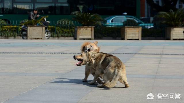 最新斗狗打架视频:十只比特犬vs一只东北虎，能赢吗？ 农村斗狗打架视频