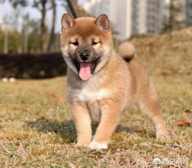 美系秋田犬和日系区别:日本柴犬和中国柴犬外型上的最大区别是什么？