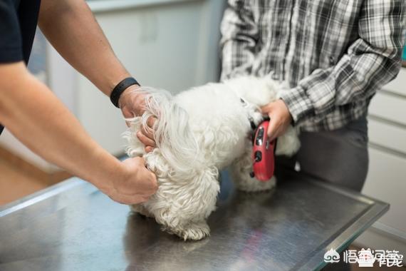 美卡犬要挤肛门:狗的肛门腺到底应不应该挤？