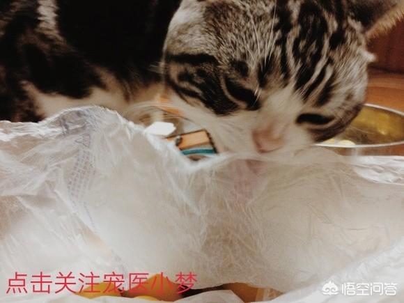 为什么猫咪能缩在小盒子里面:猫咪为什么爱舔塑料包装袋？