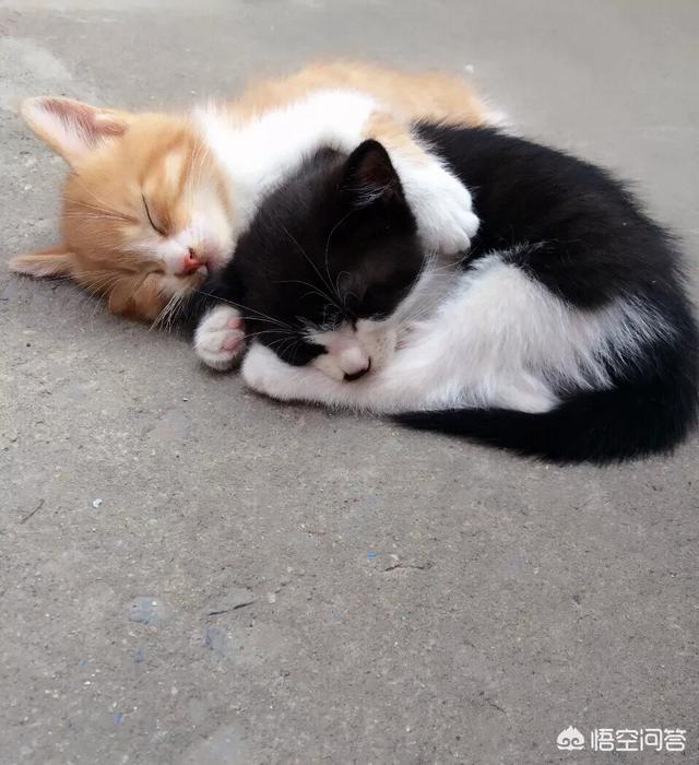 猫咪吃西瓜卡手绘:你家猫咪有哪些特别的癖好？