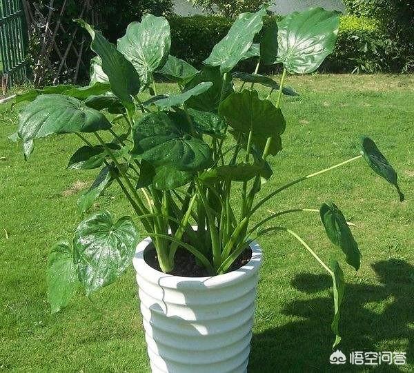 6种会带来晦气的盆栽绿植,客厅盆栽植物容易死掉是什么原因？