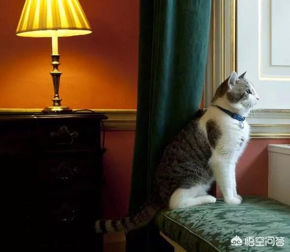 宠物安乐死针多少钱:在什么情况下，你会为宠物选择安乐死？ 宠物安乐死一般多少钱