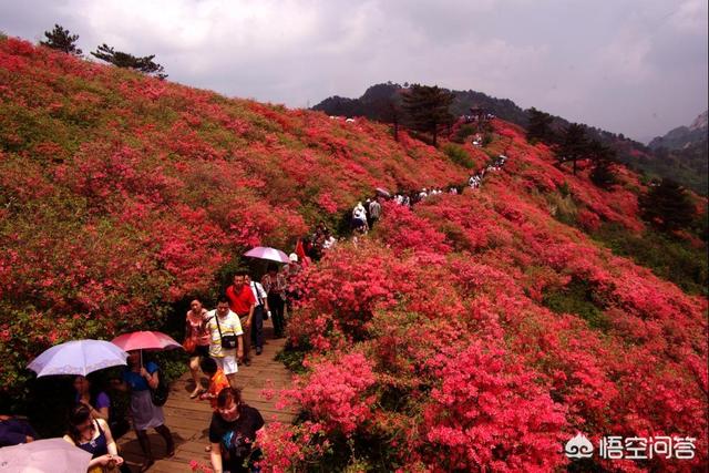 麻城杜鹃花,湖北麻城有哪些地方好玩呢？