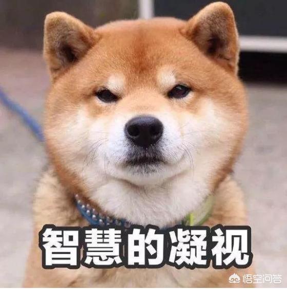 犬瘟热传染人:犬瘟热传染人不 犬瘟热的传染源和传播途径都有哪些？