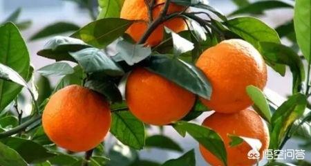 如何判断橘子甜不甜，一颗树上的橘子为什么有的甜有的酸？