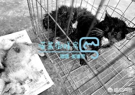 小儿狂犬病的早期症状:怎样才知道到自家的猫有没有狂犬病？